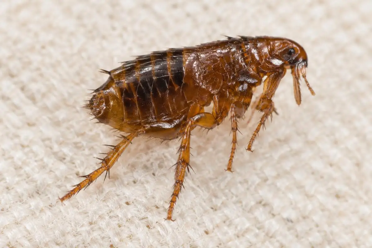 Puce sur un tissu clair, illustration
